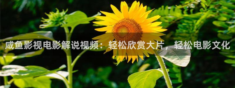 玫瑰的故事电视剧免费观看全集高清星辰影视